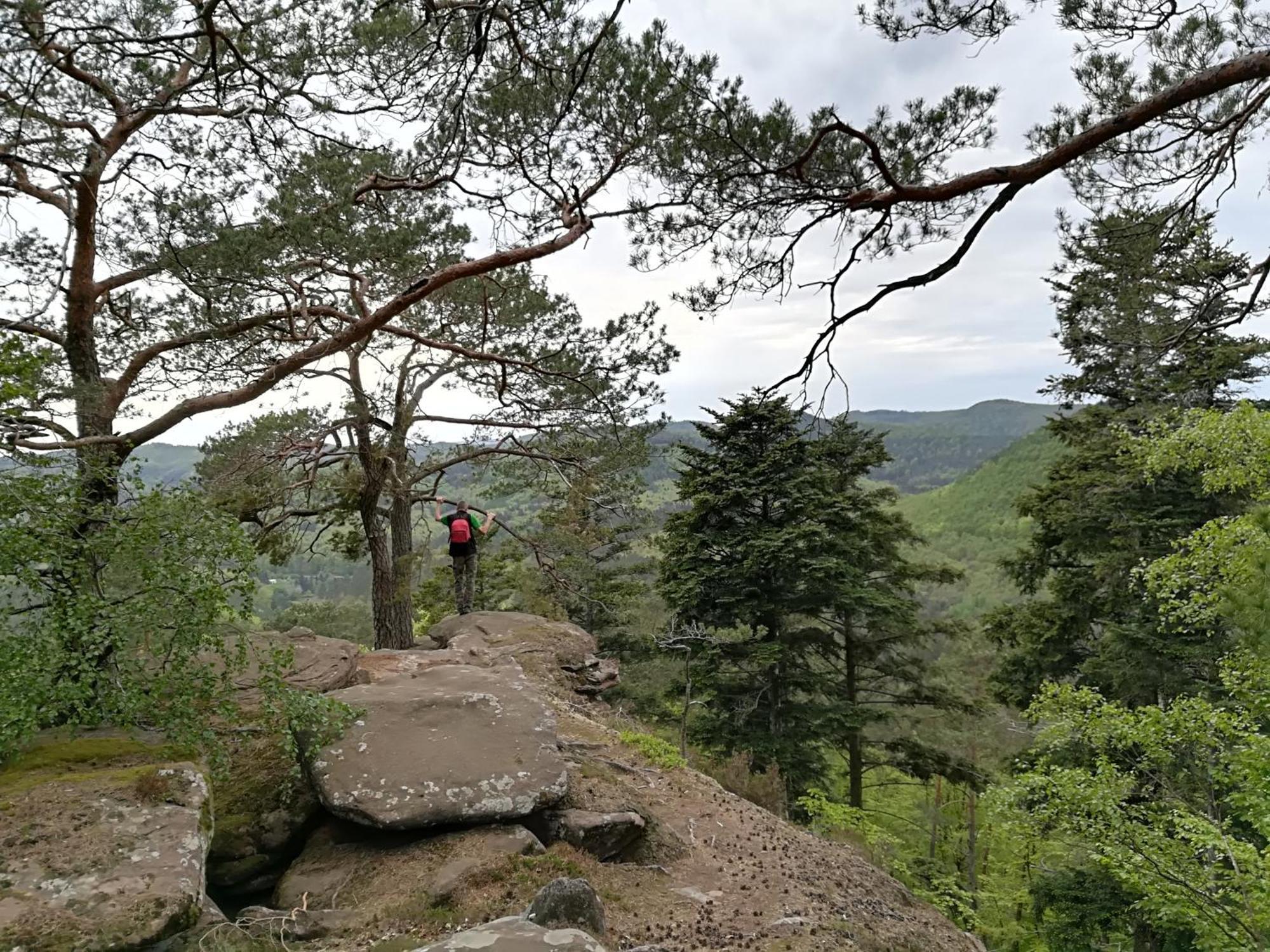 L'Ours Vert Baerenthal Luaran gambar